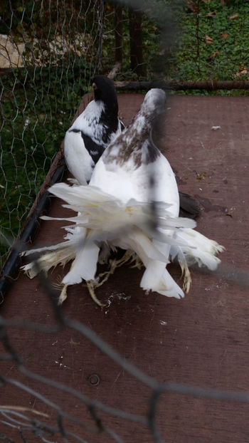  - Rostow Culori amestecate 2017