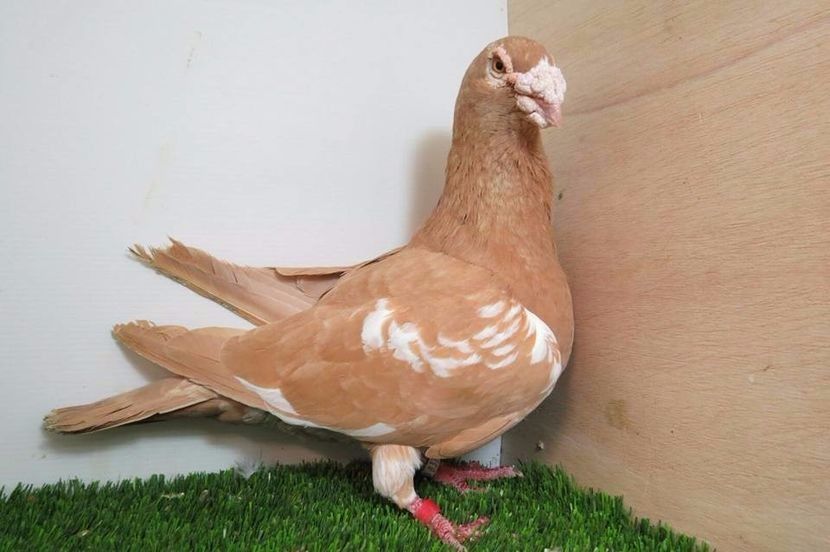 109957250_PGNUUCD3 - V--Album ORIENTATIV-2