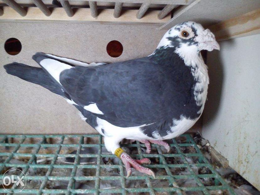 222101665_1_1000x700_golebie-pocztowe-okazja-mlode-piotrkow-trybunalski - V--Album ORIENTATIV-2