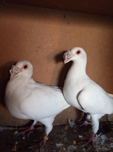 446886179_3_1000x700_golebie-rzeszowskie-biale-para-wysylam-ptaki - V--Album ORIENTATIV-2