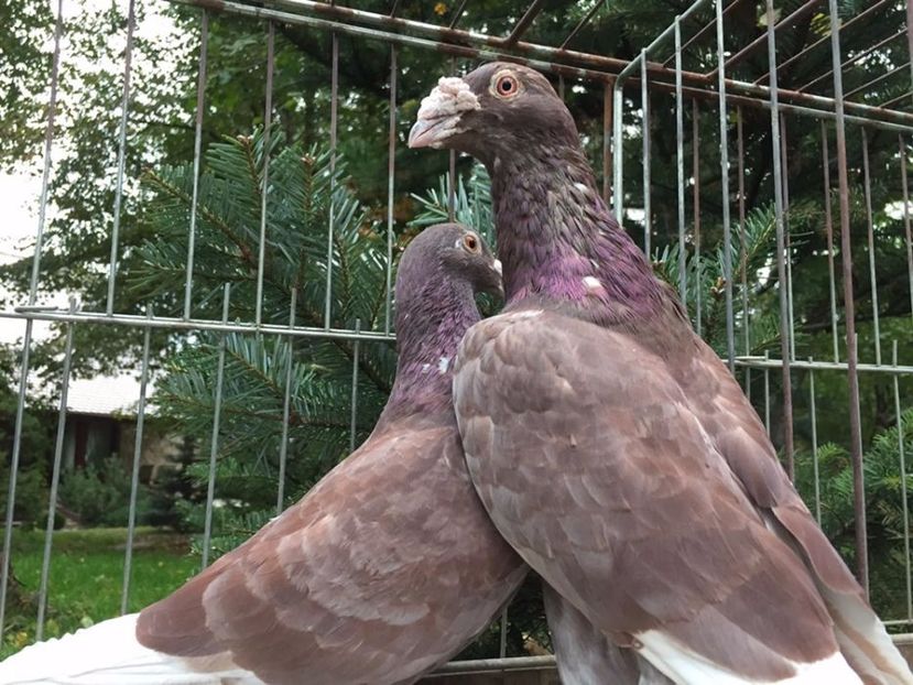 599774385_3_1000x700_golebie-staropolskie-ptaki - V--Album ORIENTATIV-2