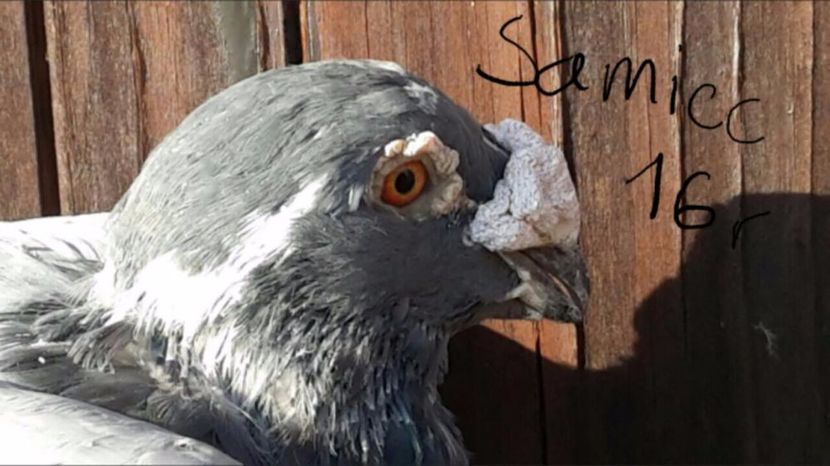 601221007_1_1000x700_golebie-staropolskie-wroclaw - V--Album ORIENTATIV-2