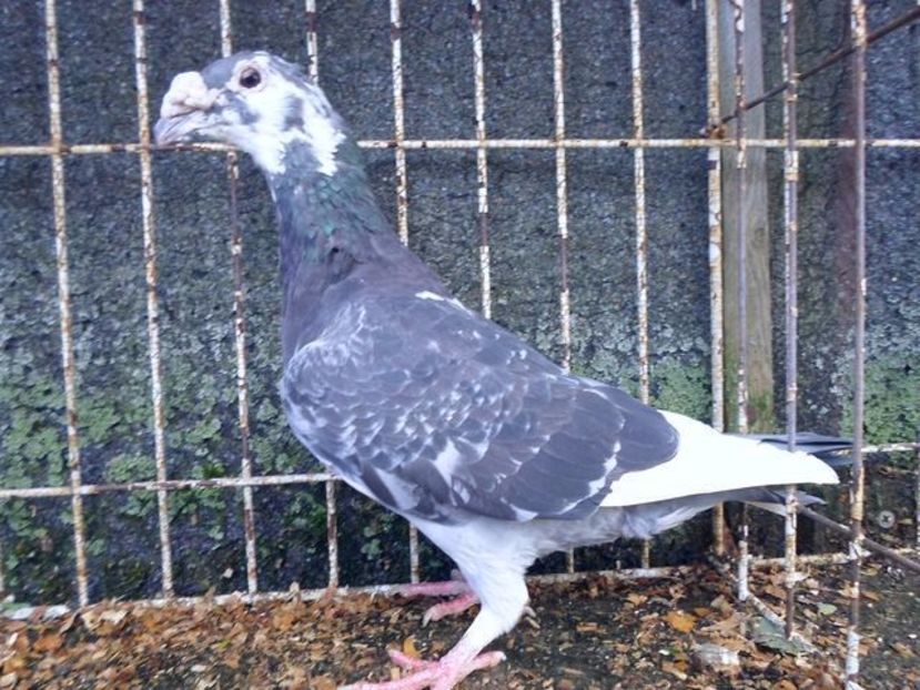 601883779_1_1000x700_staropolskie-gorzow-wielkopolski - V--Album ORIENTATIV-2