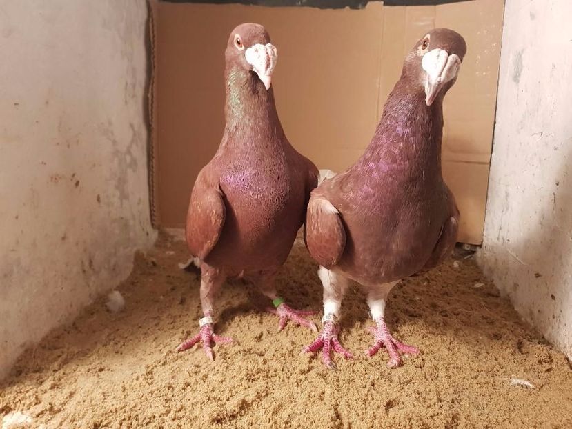 602984395_2_1000x700_golebie-rzeszowskie-dodaj-zdjecia - V--Album ORIENTATIV-2