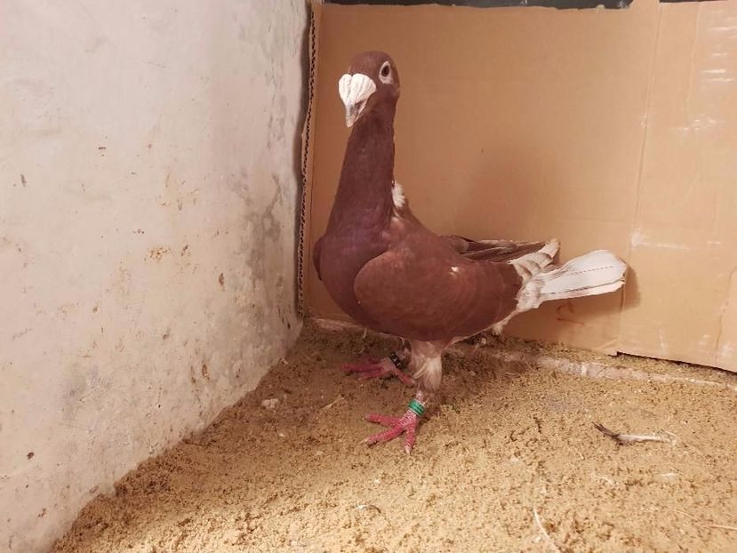 602985821_1_1000x700_golebie-rzeszowskie-wroclaw - V--Album ORIENTATIV-2