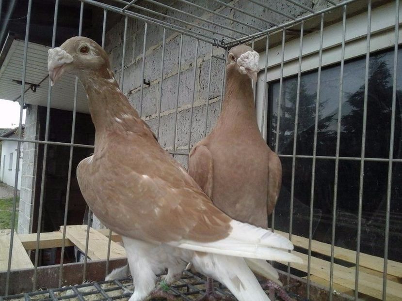 605501269_5_1000x700_golebie-rzeszowskie-swietokrzyskie - V--Album ORIENTATIV-2