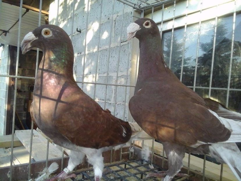 605998737_1_1000x700_golebie-rzeszowskie-kielce - V--Album ORIENTATIV-2