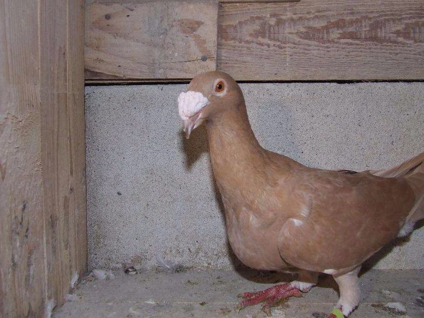 611230709_1_1000x700_golebie-samica-rzeszowska-wadowice - V--Album ORIENTATIV-2