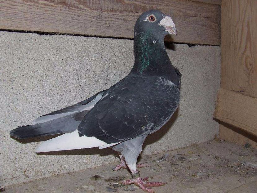 611233723_1_1000x700_golebie-samiec-staropolski-aukcja-nr-4-wadowice - V--Album ORIENTATIV-2