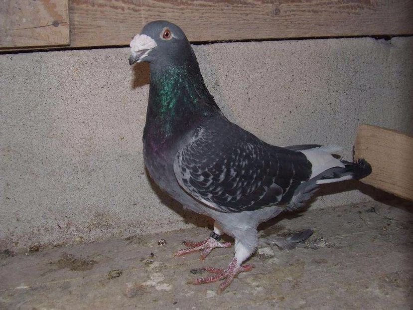 611234437_1_1000x700_golebie-samiec-staropolski-aukcja-nr-5-wadowice - V--Album ORIENTATIV-2