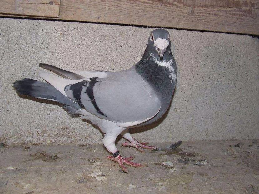 611236289_1_1000x700_golebie-samiec-staropolski-aukcja-nr-7-wadowice - V--Album ORIENTATIV-2