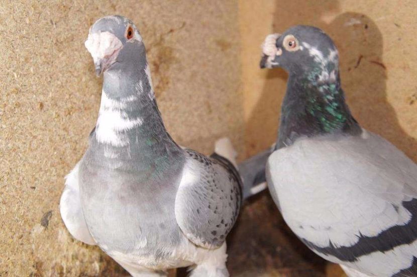 611872253_2_1000x700_golebie-staropolskie-dodaj-zdjecia - V--Album ORIENTATIV-2