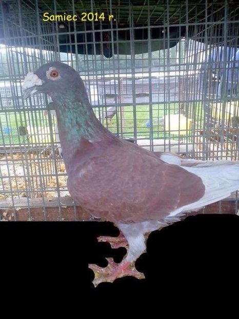 611894671_2_1000x700_rzeszowskie-wystawowe-golebie-rzeszowskie-rzeszowski-rzeszowska-dodaj-zdjecia - V--Album ORIENTATIV-2