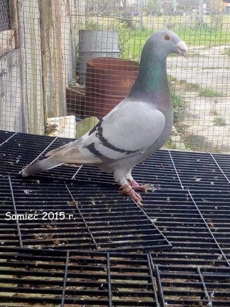 611894671_5_1000x700_rzeszowskie-wystawowe-golebie-rzeszowskie-rzeszowski-rzeszowska-opolskie - V--Album ORIENTATIV-2