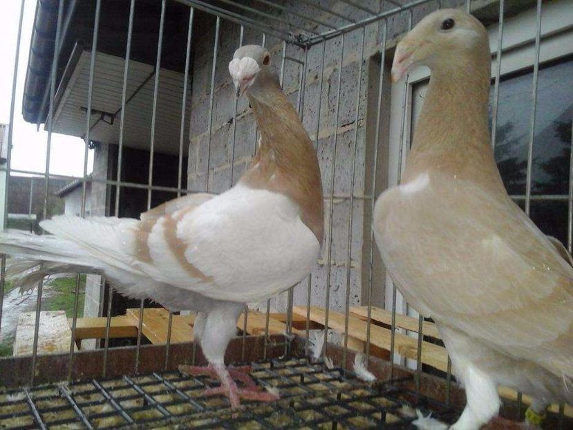 612109667_2_1000x700_golebie-rzeszowskie-dodaj-zdjecia - V--Album ORIENTATIV-2