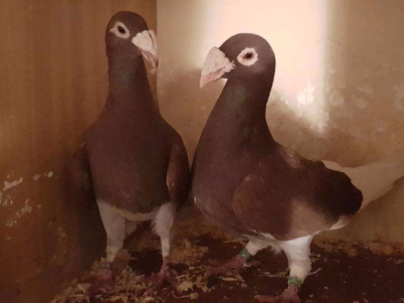 615176773_2_1000x700_golebie-rzeszowskie-dodaj-zdjecia - V--Album ORIENTATIV-2