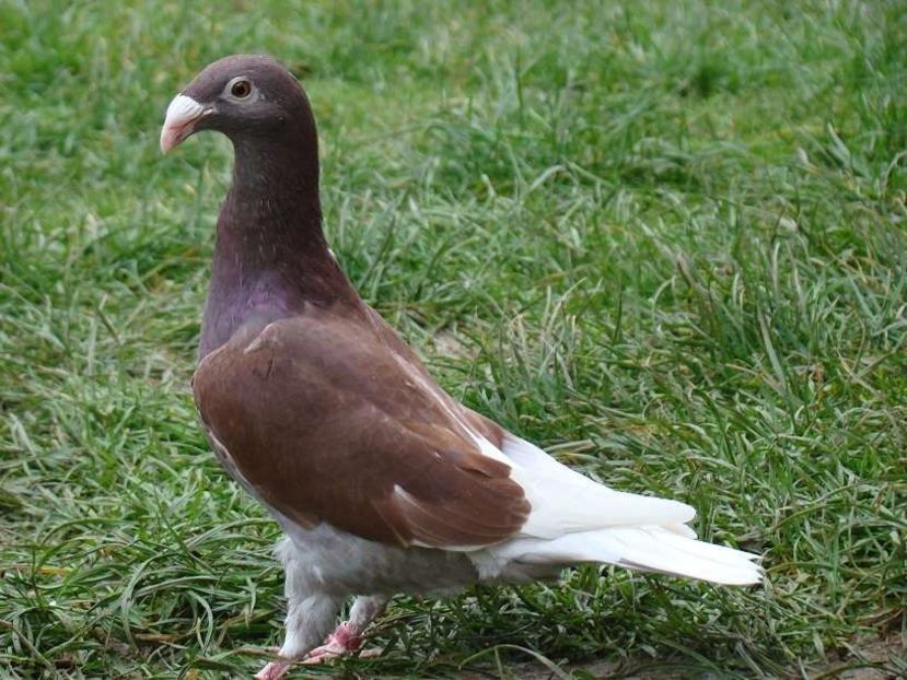 615195389_4_1000x700_golebie-rzeszowskie-rzeszowski-rzeszowska-zwierzeta - V--Album ORIENTATIV-2