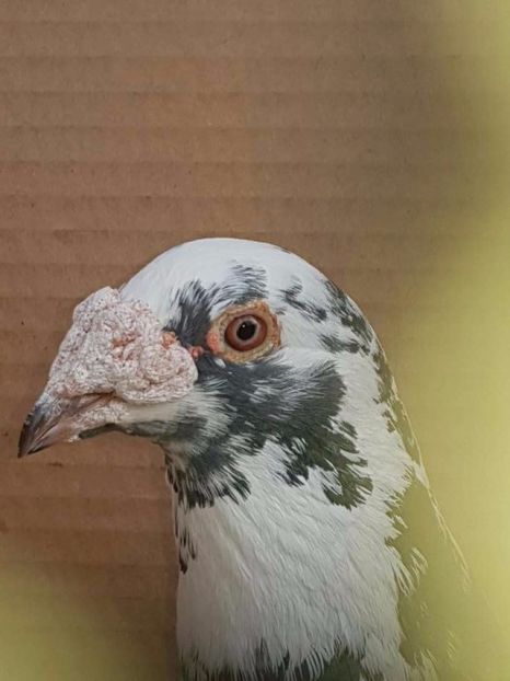 615455597_4_1000x700_golebie-staropolskie-zwierzeta_rev006 - V--Album ORIENTATIV-2