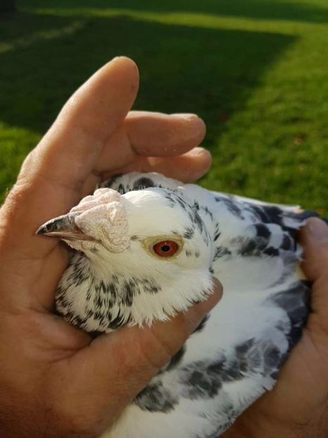 615459345_8_1000x700_golebie-staropolskie-_rev006 - V--Album ORIENTATIV-2