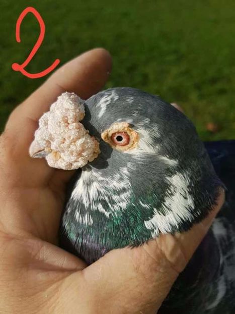 615469723_1_1000x700_golebie-staropolskie-wejherowo_rev006 - V--Album ORIENTATIV-2