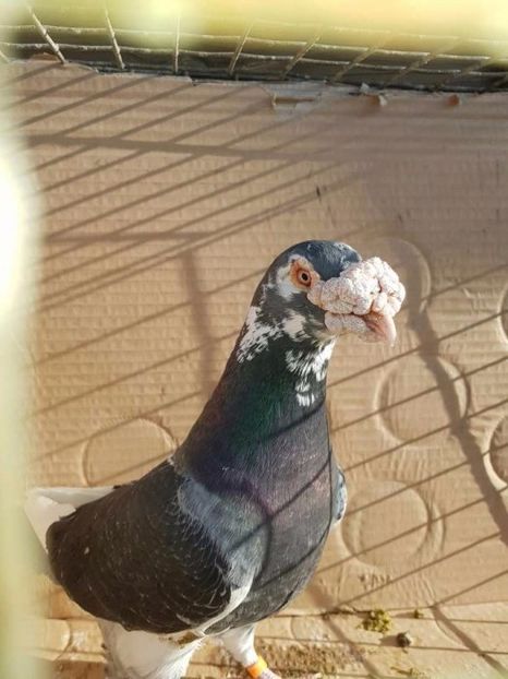 615469723_3_1000x700_golebie-staropolskie-ptaki_rev006 - V--Album ORIENTATIV-2