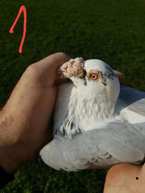 615469723_5_1000x700_golebie-staropolskie-pomorskie_rev006 - V--Album ORIENTATIV-2