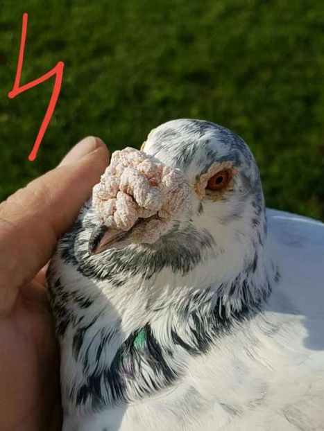 615473825_5_1000x700_golebie-staropolskie-pomorskie_rev006 - V--Album ORIENTATIV-2