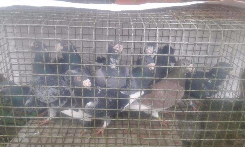 615522373_1_1000x700_golebie-staropolskie-szczecinek_rev003 - V--Album ORIENTATIV-2