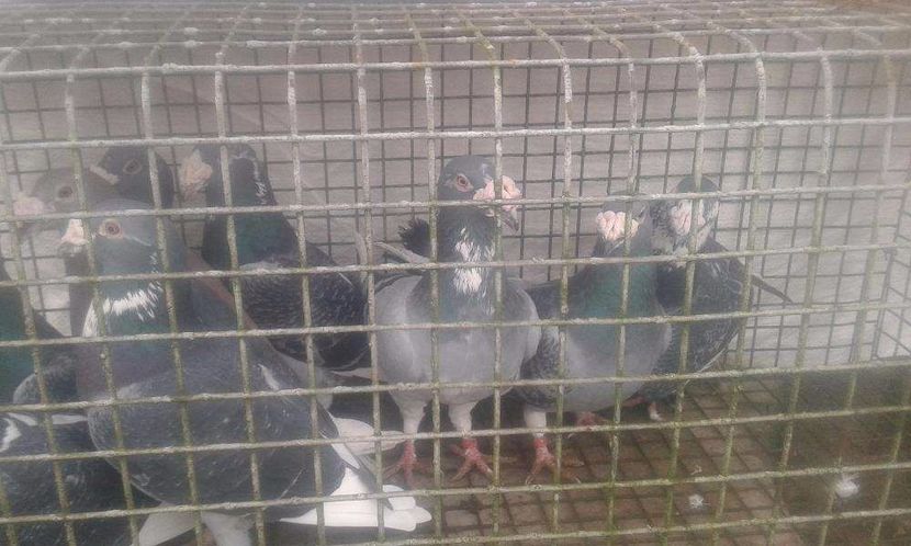 615522373_5_1000x700_golebie-staropolskie-zachodniopomorskie_rev003 - V--Album ORIENTATIV-2