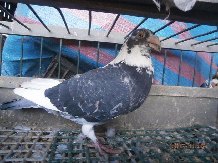 615547243_1_1000x700_golebie-staropolskie-samic-miechow_rev001 - V--Album ORIENTATIV-2