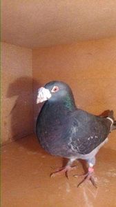 615799689_3_1000x700_golebie-staropolskie-ptaki - V--Album ORIENTATIV-2