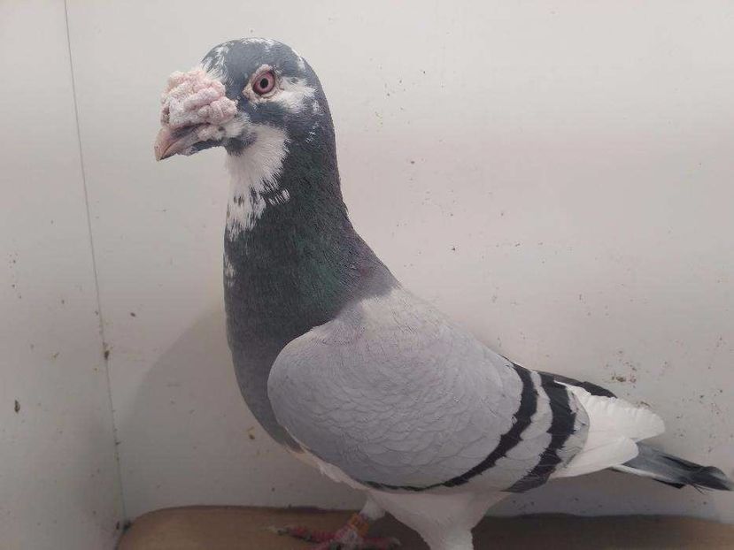 615868333_1_1000x700_golebie-staropolskie-na-pokaz-prudnik (1) - V--Album ORIENTATIV-2