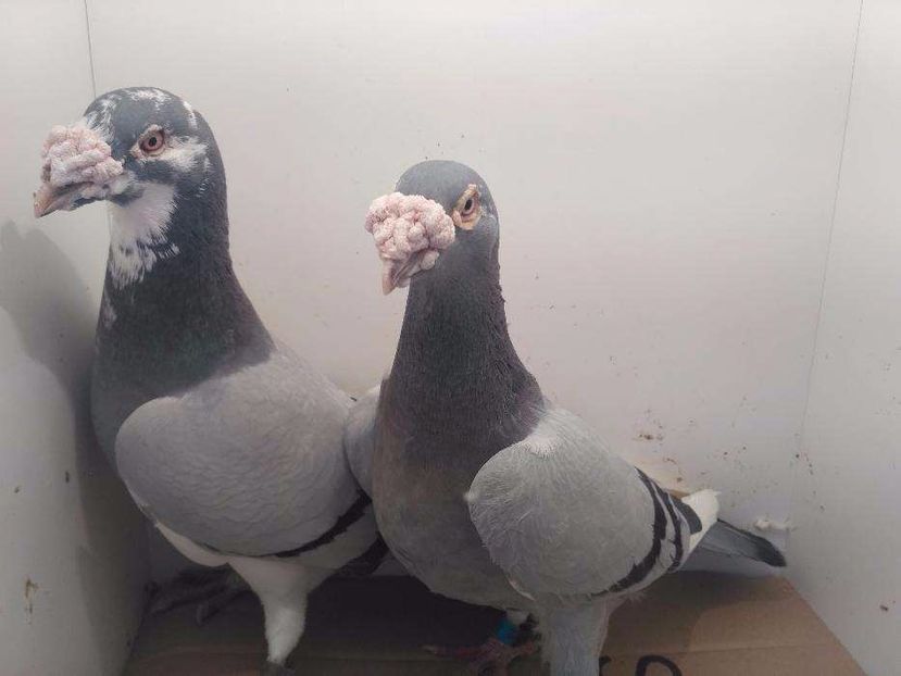 615868333_2_1000x700_golebie-staropolskie-na-pokaz-dodaj-zdjecia - V--Album ORIENTATIV-2