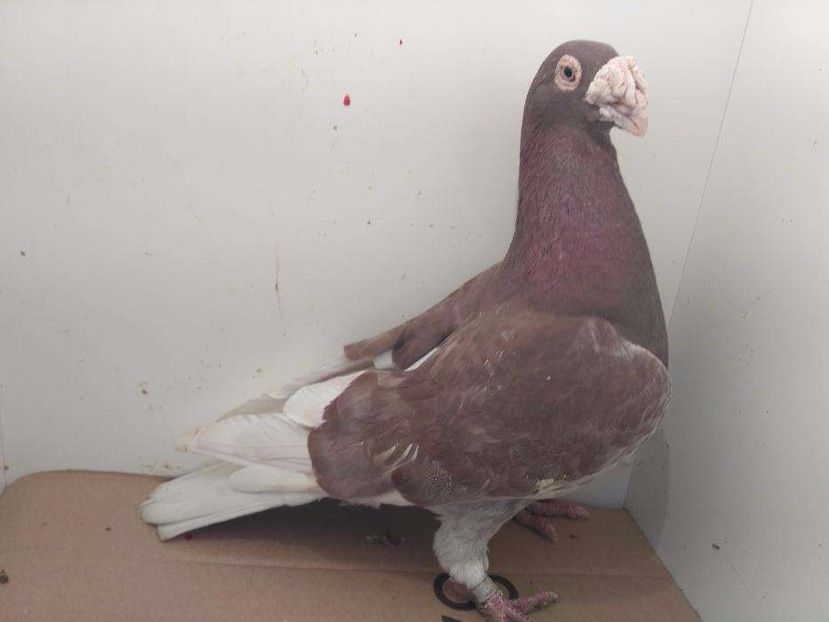 615868333_3_1000x700_golebie-staropolskie-na-pokaz-ptaki - V--Album ORIENTATIV-2