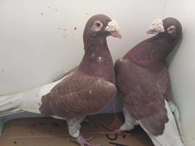 615868333_4_1000x700_golebie-staropolskie-na-pokaz-zwierzeta - V--Album ORIENTATIV-2