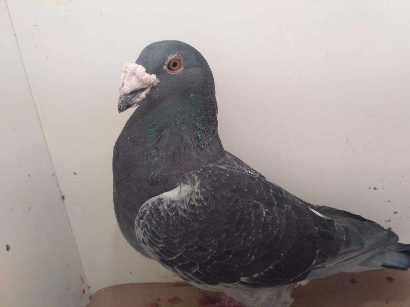 615869717_1_1000x700_golebie-staropolskie-prudnik - V--Album ORIENTATIV-2