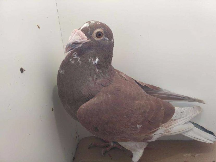 615869717_2_1000x700_golebie-staropolskie-dodaj-zdjecia (2) - V--Album ORIENTATIV-2