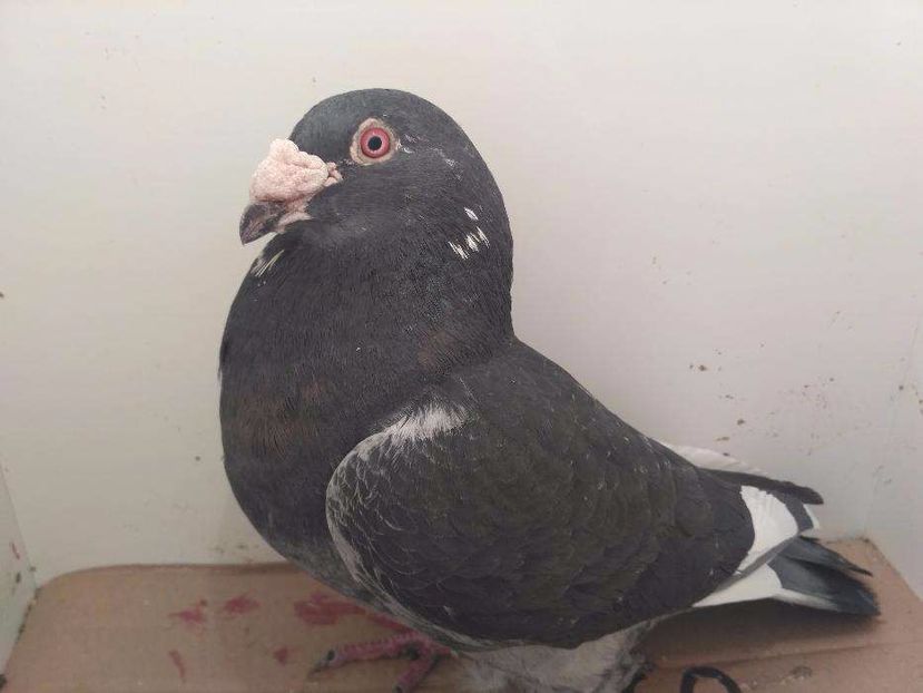 615869717_3_1000x700_golebie-staropolskie-ptaki - V--Album ORIENTATIV-2