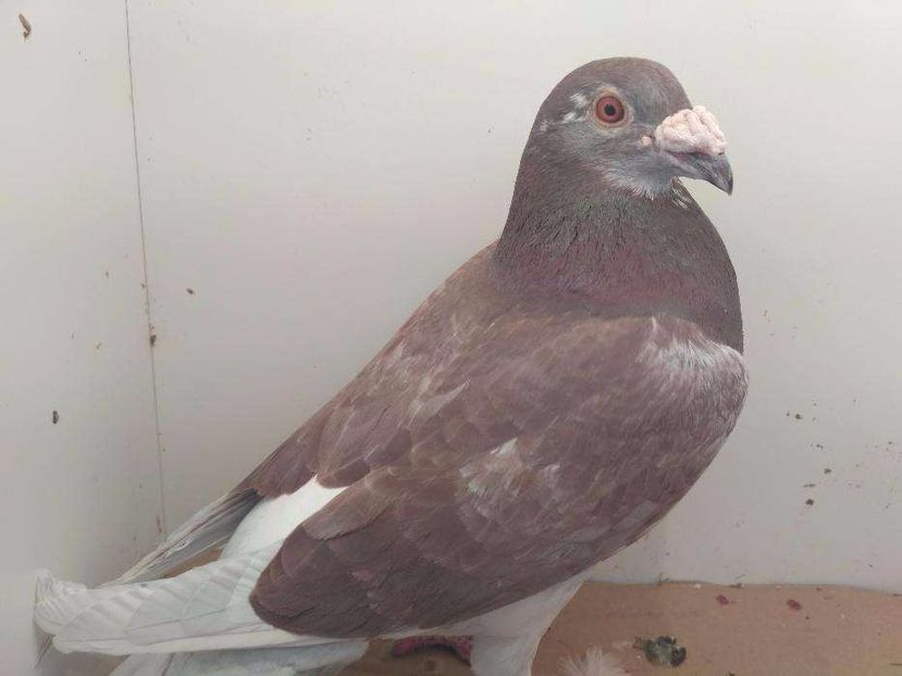 615869717_4_1000x700_golebie-staropolskie-zwierzeta - V--Album ORIENTATIV-2