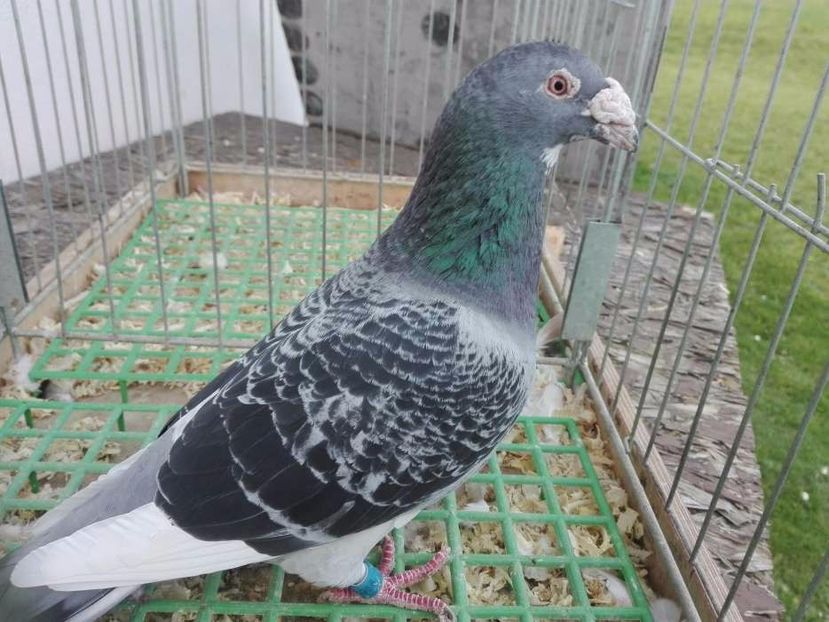 615899141_1_1000x700_golebie-staropolskie-piekny-samiec-2016r-krakow - V--Album ORIENTATIV-2