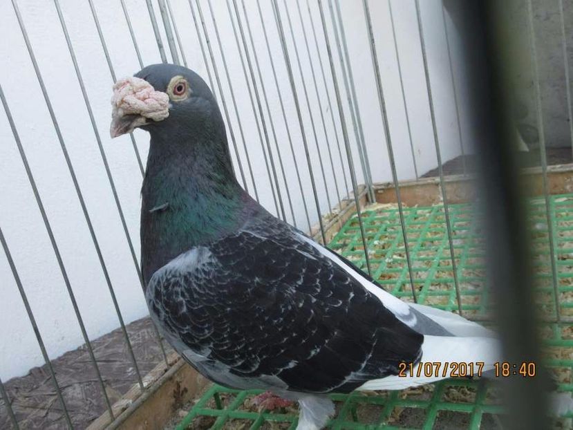 615899141_5_1000x700_golebie-staropolskie-piekny-samiec-2016r-malopolskie - V--Album ORIENTATIV-2