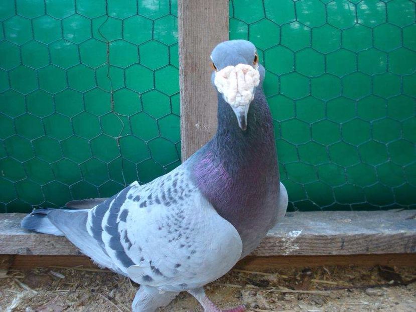 615980043_2_1000x700_golebie-staropolskie-dodaj-zdjecia - V--Album ORIENTATIV-2