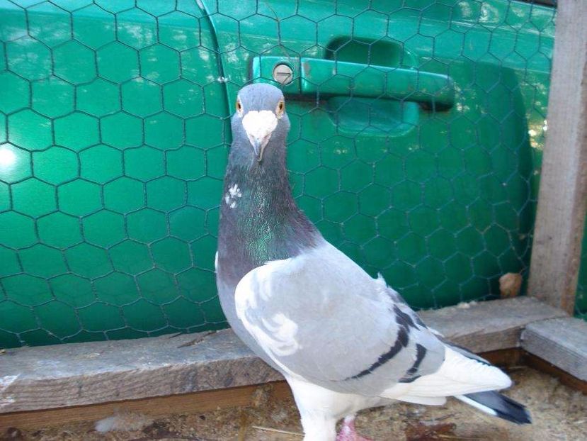 615982337_4_1000x700_golebie-staropolskie-zwierzeta - V--Album ORIENTATIV-2