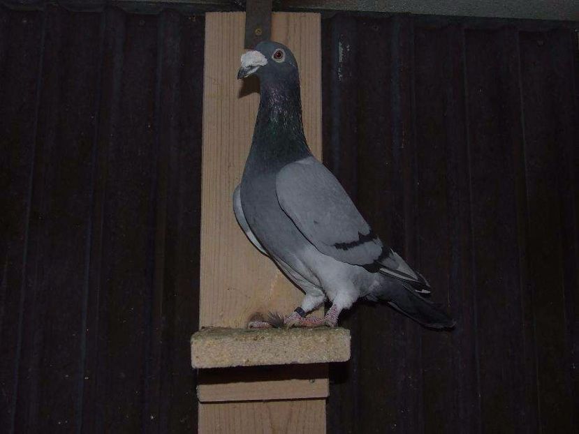 616014947_2_1000x700_golebie-staropolskie-samiec-aukcja-nr-17-dodaj-zdjecia - V--Album ORIENTATIV-2