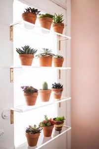 d1dd7d22c7e53469aca79efaf1e19148--houseplants-lightbox - Idei de pus in practica