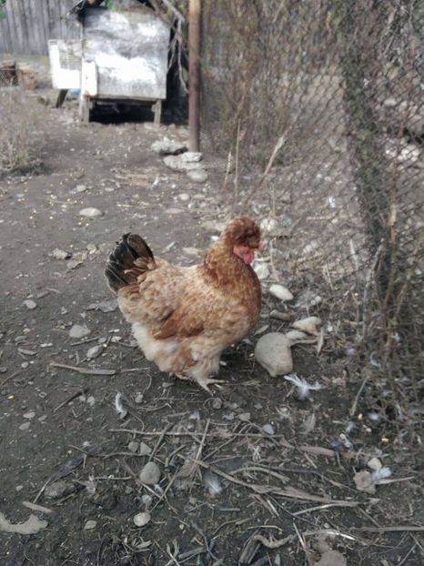 23335870_1526716824102871_1790876566_o - Gaini