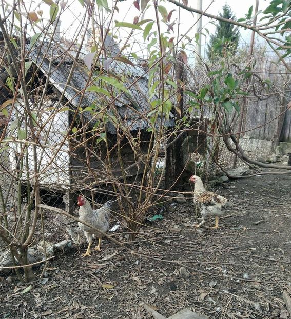 23336473_1526716944102859_1191427784_o - Gaini