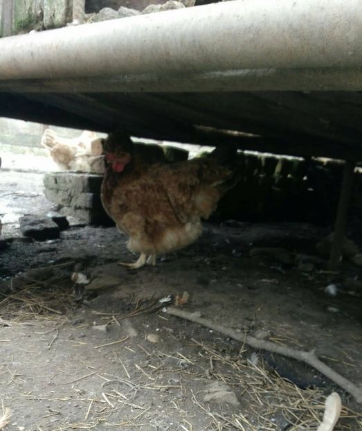 23379489_1526717167436170_894045316_o - Gaini