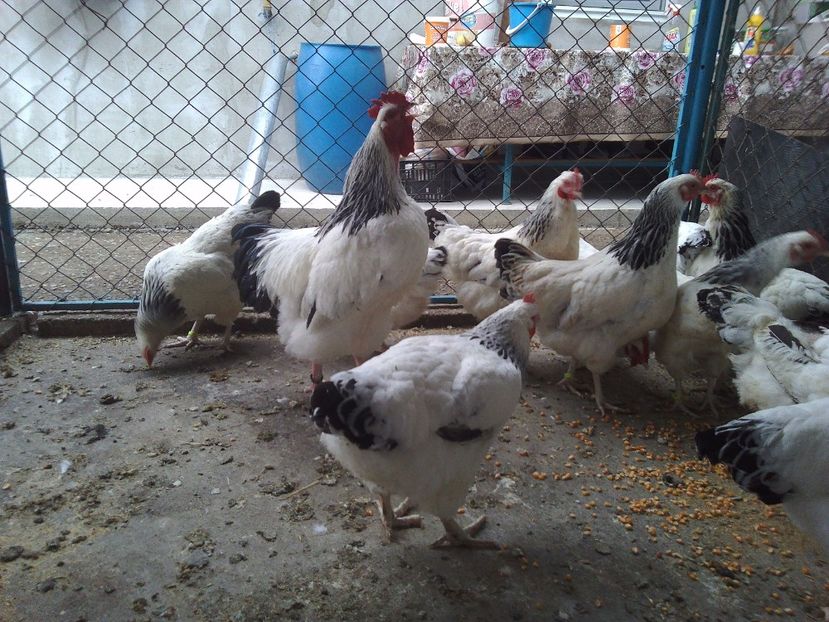  - Gaini susex de vanzare