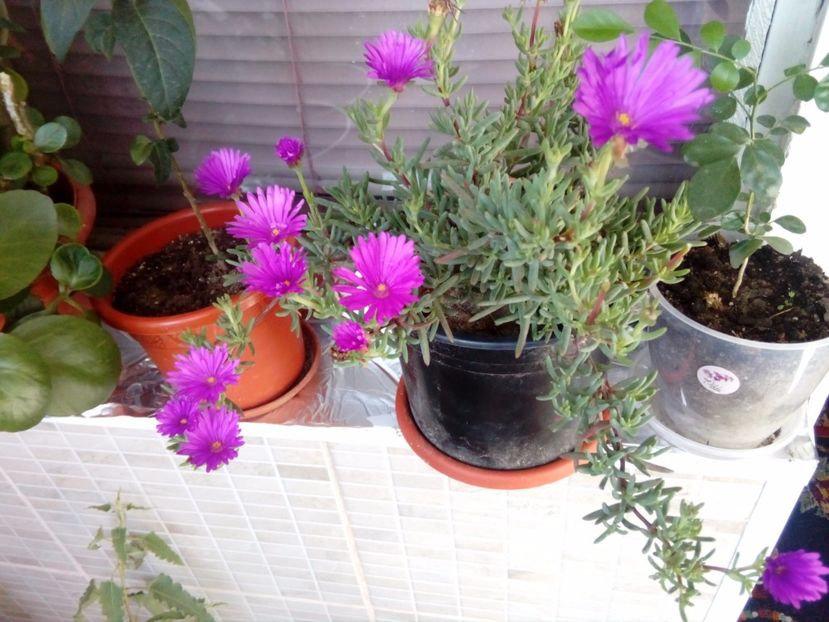  - plante de interior